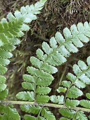 Polystichum braunii