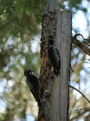 Picoides dorsalis