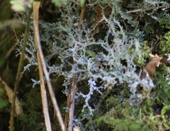 Cladonia furcata