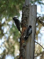 Picoides dorsalis