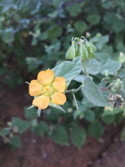 Abutilon abutiloides