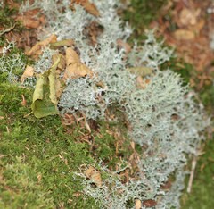 Cladonia furcata