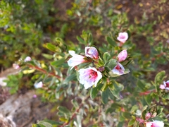 Lobostemon fruticosus