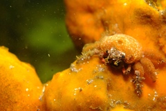 Schizophrys rufescens
