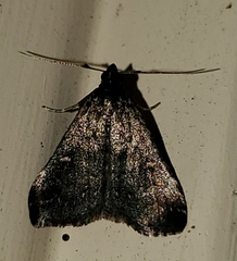 Tetanolita mynesalis