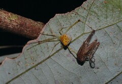 Thwaitesia argentiopunctata