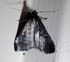 Tetanolita mynesalis