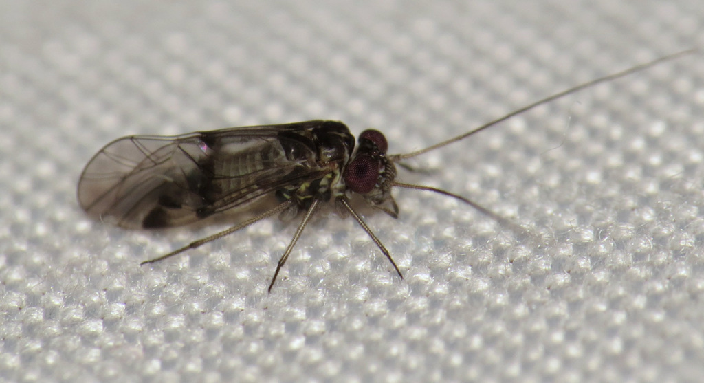 Indiopsocus bisignatus