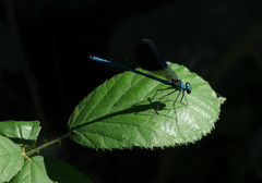 Calopteryx splendens intermedia