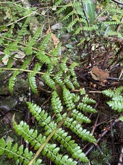 Polystichum braunii