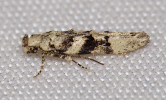 Coleotechnites atrupictella