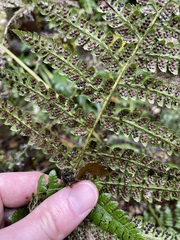 Polystichum braunii