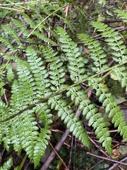 Polystichum braunii