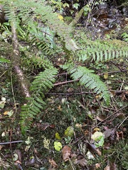 Polystichum braunii
