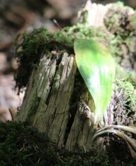 Clintonia borealis