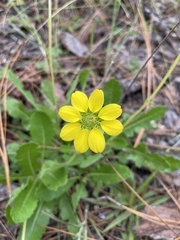 Berlandiera subacaulis