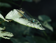 Calopteryx splendens intermedia
