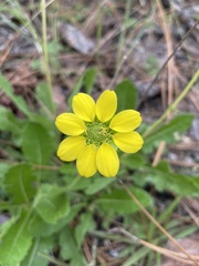 Berlandiera subacaulis