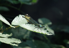 Calopteryx splendens intermedia