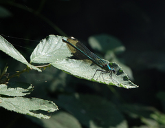 Calopteryx splendens intermedia