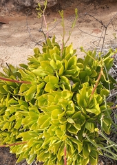 Tylecodon paniculatus