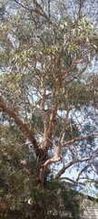 Eucalyptus cladocalyx