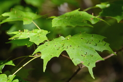 Vasates aceriscrumena