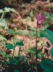 Calypso bulbosa occidentalis