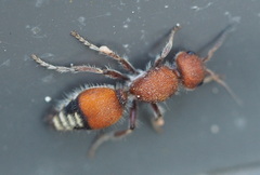 Dasymutilla creon
