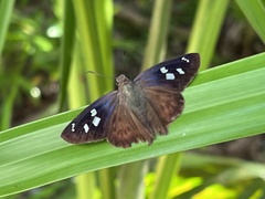 Polygonus leo