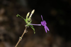 Pseuderanthemum praecox