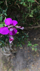 Polygala myrtifolia