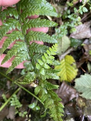 Polystichum andersonii