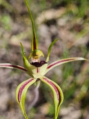 Caladenia parva