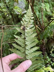 Polystichum andersonii