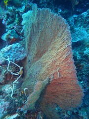 Villogorgia citrina