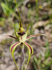 Caladenia parva