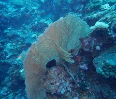 Villogorgia citrina