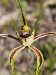 Caladenia parva