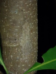 Pandercetes gracilis