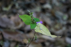 Pseuderanthemum praecox