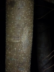 Pandercetes gracilis
