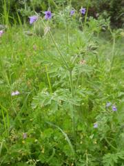 Erodium ciconium
