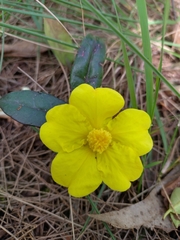 Hibbertia