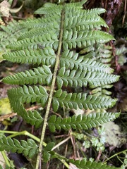 Polystichum andersonii