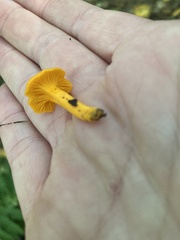 Cantharellus minor