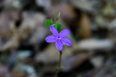 Pseuderanthemum praecox