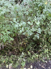 Polystichum andersonii