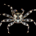 Flat Crabs - Photo (c) Gonzalo Giribet, some rights reserved (CC BY-NC), uploaded by Gonzalo Giribet