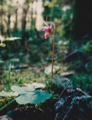 Calypso bulbosa occidentalis